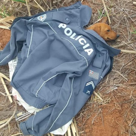 Policiais Militares resgatam cadela abandonada e cabo da PM adota animal