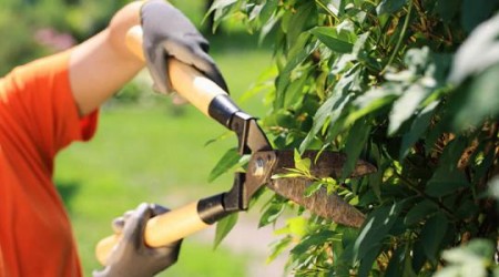 Senar e Meio Ambiente vão oferecer cursos gratuitos de fruticultura básica de podas e eletricistas