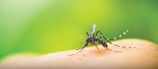 Dengue: 1.048 casos confirmados da doena em Osvaldo Cruz