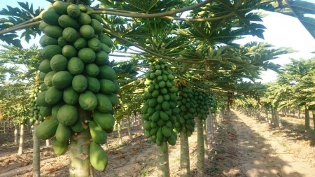 Estado aponta Dracena como principal produtor de mamão papaia