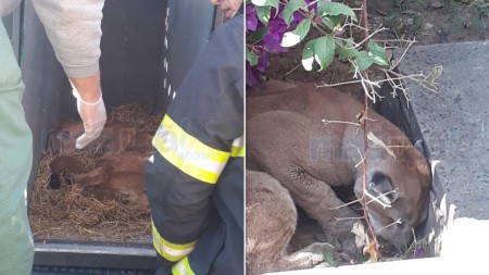 Onça parda de grande porte é capturada em casa na área central de Lins