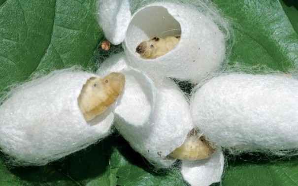 Tup lidera produo de bicho-da-seda no Estado de SP