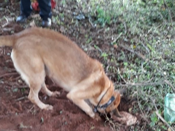 Promotoria denuncia  Justia 17 envolvidos na Operao Ortros, que desmantelou esquema de trfico em Teodoro Sampaio