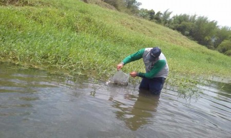Mais de 10 mil alevinos são soltos no Rio do Peixe por grupo de pescadores em Flórida Paulista