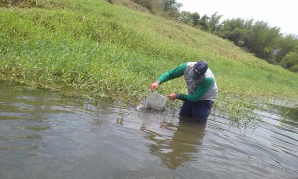 Mais de 10 mil alevinos so soltos no Rio do Peixe por grupo de pescadores em Flrida Paulista