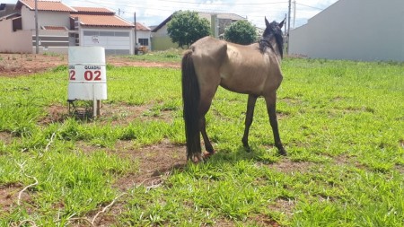 Você Repórter: Moradores do bairro Nelson Cavallini denunciam maus tratos a animal em OC