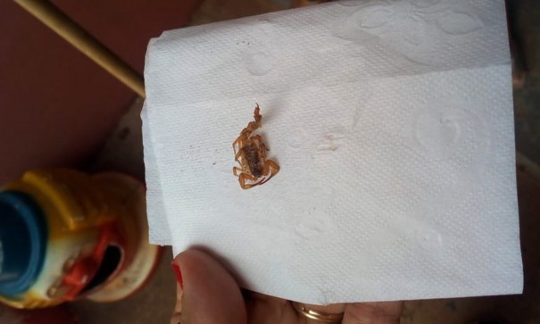 Escorpio  encontrado em creche e causa pnico em pais e funcionrios em Irapuru