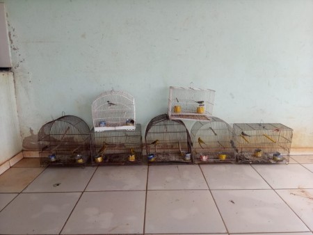 Homem é multado em R$ 6 mil por manter aves silvestres em cativeiro, em Sandovalina