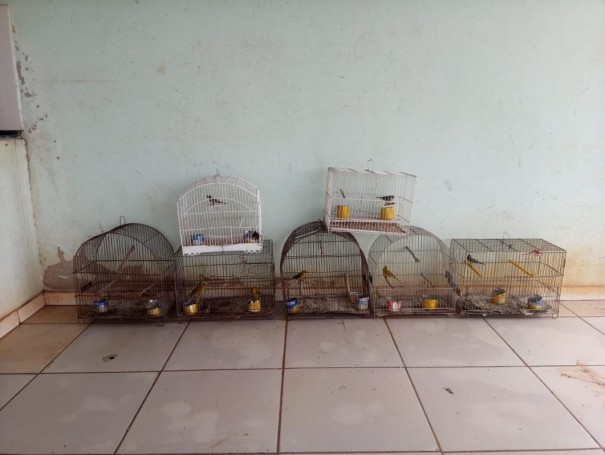 Homem � multado em R$ 6 mil por manter aves silvestres em cativeiro, em Sandovalina