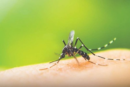 Dengue: 50 casos positivos da doença foram confirmados em 60 dias em OC