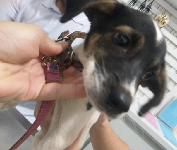 Cachorrinha que sofria maus-tratos � resgatada pela PM de Tup�