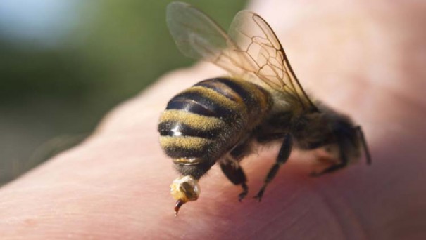 Homem morre aps ser picado por abelhas em propriedade rural em Santo Expedito