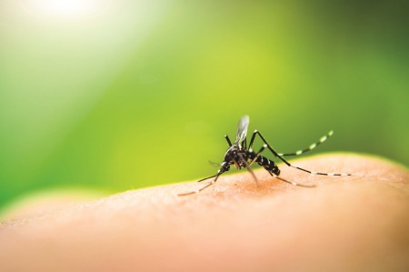 Vigilância Epidemiológica alerta população para os cuidados com relação a dengue