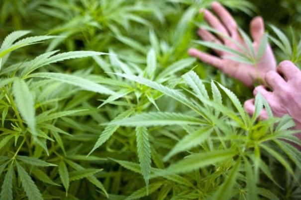 Justia permite cultivo de maconha para tratamento em Marlia