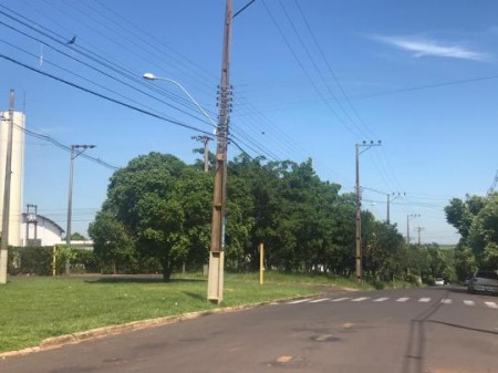 Energisa e Prefeitura de OC vão retirar 60 árvores na região do CPP, no Jardim Paraíso