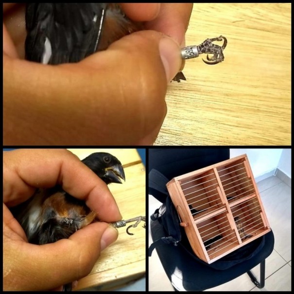 Crimes ambientais e descaminho s�o registrados ap�s abordagem a �nibus na SP-270, em Presidente Prudente