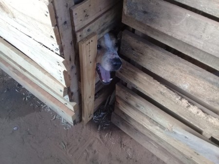 Após constatar maus tratos, Polícia Ambiental resgata cães e aplica multa de R$ 60 mil contra dona de chácara