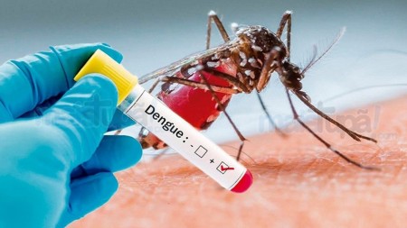 Dengue tem queda de 82% em junho