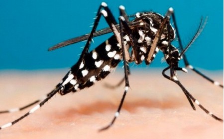 Dengue: já são 683 casos confirmados da doença em Osvaldo Cruz