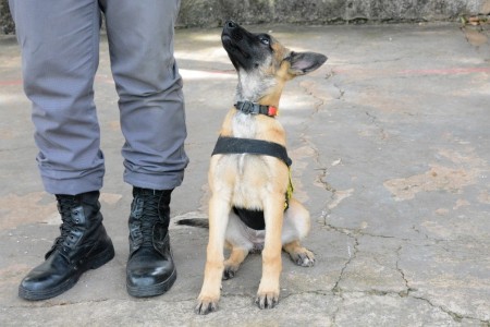 Pela 1ª vez, Canil do 8º Baep da Polícia Militar prepara cadela para detecção e localização de explosivos