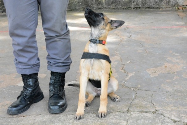 Pela 1 vez, Canil do 8 Baep da Polcia Militar prepara cadela para deteco e localizao de explosivos