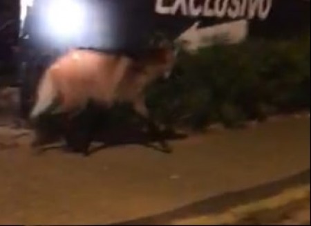 Lobo é visto pelas ruas do Centro de Osvaldo Cruz