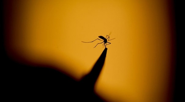 Adamantina registra 443 casos de dengue e SUCEN no tem previso sobre reposio de inseticida