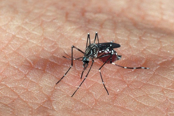 2019 � o segundo ano com maior n�mero de mortes por dengue