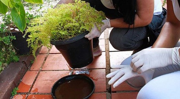 Adamantina atinge 750 casos de dengue e SUCEN informa que n�o h� previs�o de inseticida