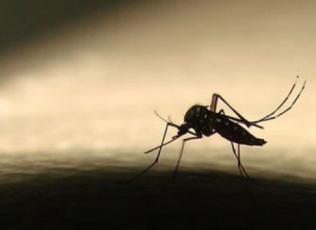 Dengue: sobe para 352 o número de casos confirmados da doença em Osvaldo Cruz