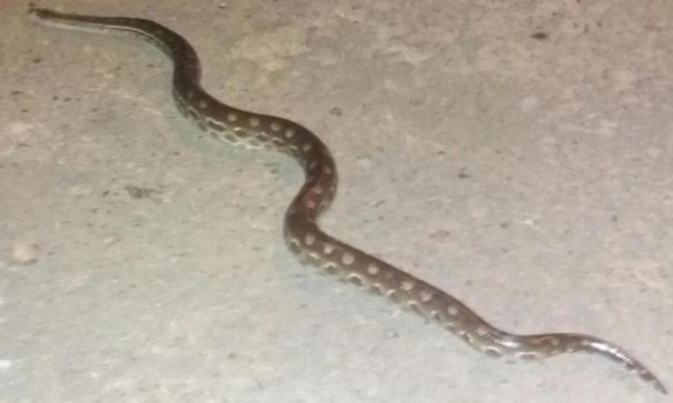 Cobra de mais de um metro 'passeia' pela Popular Nova em Flrida Paulista e  capturada pelos Bombeiros
