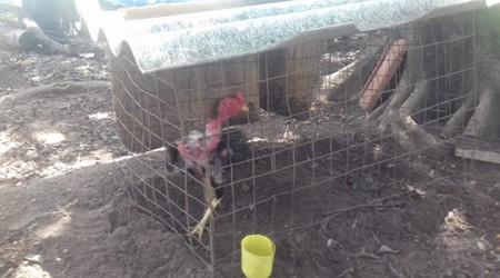 PM Ambiental resgata 30 galos usados em rinha e aplica multa de R$ 90 mil