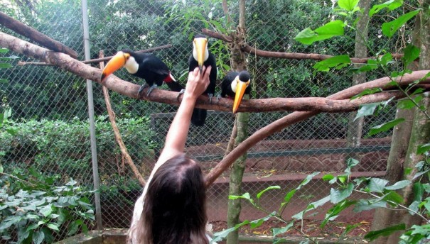 Vtimas do trfico de animais, filhotes de tucano se recuperam e chegam ao avirio da Cidade da Criana