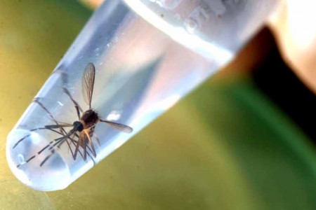 Secretaria de Saúde de OC atualiza os números de dengue no município