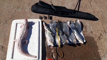 Polícia Ambiental encontra carcaça de jacaré em propriedade rural em Flórida Paulista