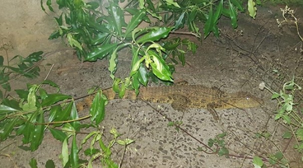  Jacar  capturado na rea urbana de Luclia