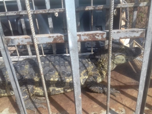 Jacar  capturado em lagoa de tratamento de esgoto de penitenciria em Pacaembu
