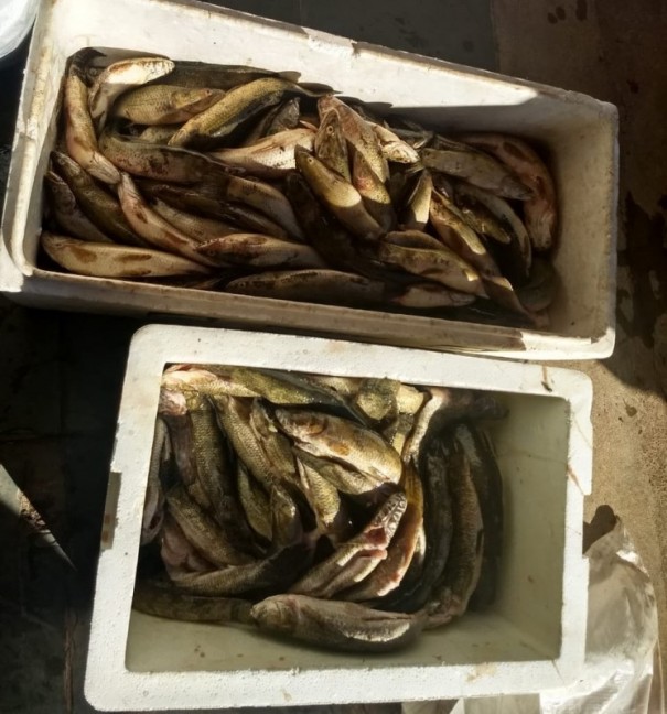 Pol�cia Militar Ambiental apreende quase 100 quilos de peixes pescados com materiais n�o permitidos em Panorama