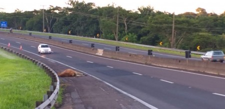 Vaca morre após ser atropelada na Rodovia Raposo Tavares, em Presidente Prudente