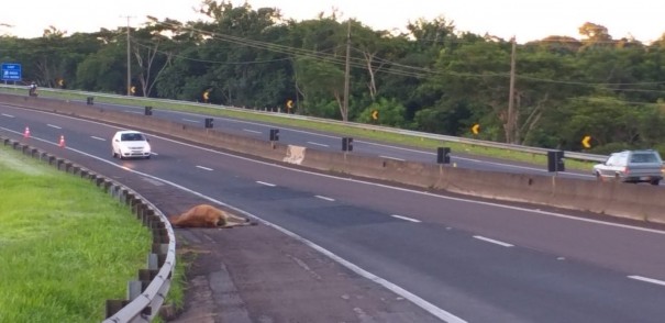 Vaca morre ap�s ser atropelada na Rodovia Raposo Tavares, em Presidente Prudente