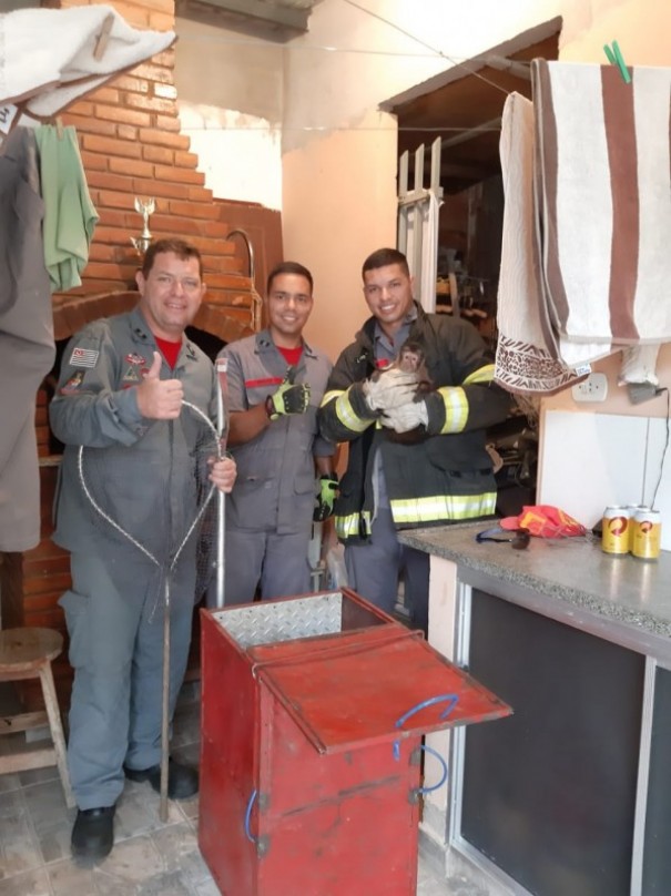 Corpo de Bombeiros de Osvaldo Cruz resgata macaco-prego de residncia no Promorar 