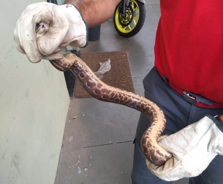 Brigadistas capturam filhote de sucuri em motor de carro em Junqueirópolis