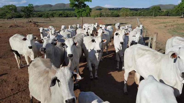 Bandidos invadem propriedade rural e furtam mais de 70 cabe�as de gado