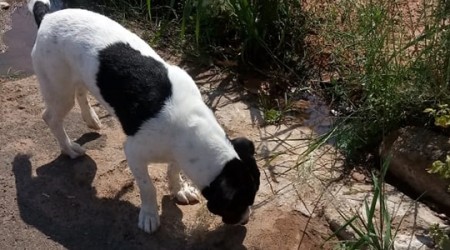 Estudante de medicina é denunciado por maus tratos a cachorro e autuado também por porte de drogas