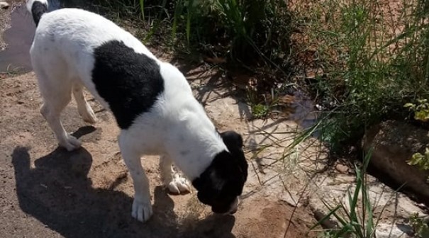 Estudante de medicina � denunciado por maus tratos a cachorro e autuado tamb�m por porte de drogas