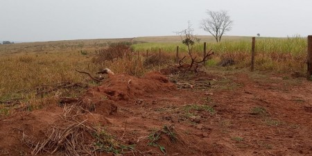 Devastação de quase 300 árvores rende multas de mais de R$ 90 mil em Marabá Paulista e Martinópolis