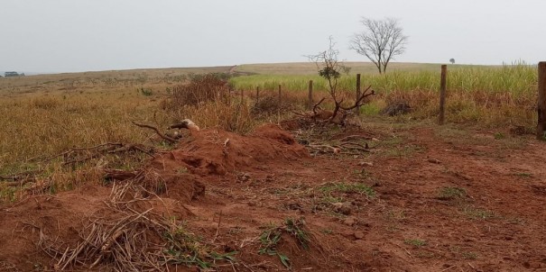Devasta��o de quase 300 �rvores rende multas de mais de R$ 90 mil em Marab� Paulista e Martin�polis