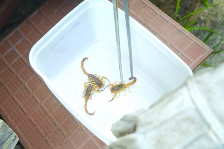 2018 terminou com quase 140 pessoas picadas por escorpião em Dracena