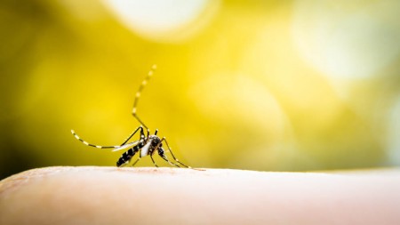 Prefeitura de Osvaldo Cruz organiza campanha contra a dengue a partir de hoje