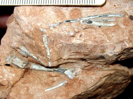 Descoberta de fósseis raros de aves da Era dos Dinossauros em Presidente Prudente completa 15 anos